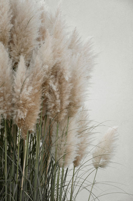 Pampas Grass