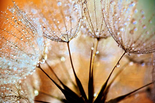 Dandelion Glow