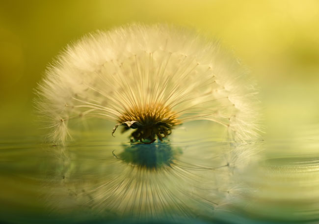 Dandelion Reflection