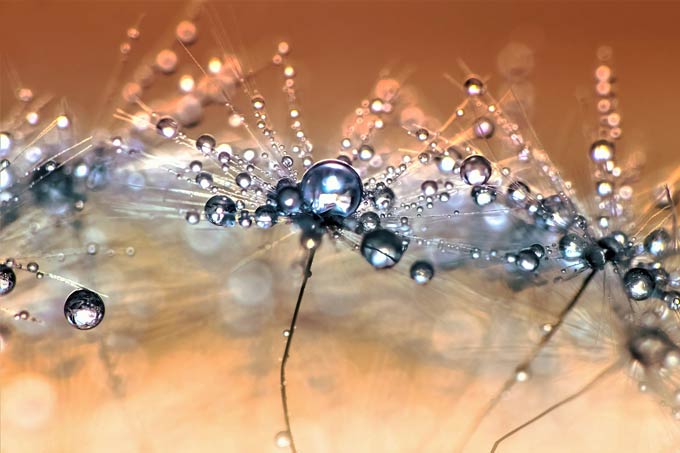 Morning Dew Dandelion