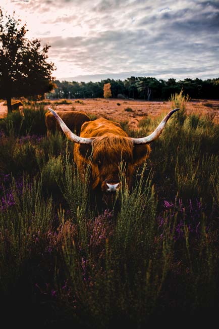 Schotse Hooglander op de Veluwe