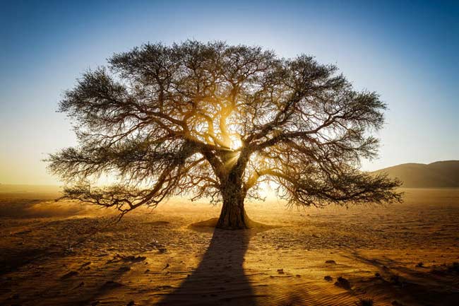 Sunrise through a tree