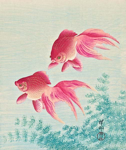 Twee sluierstaart goudvissen
