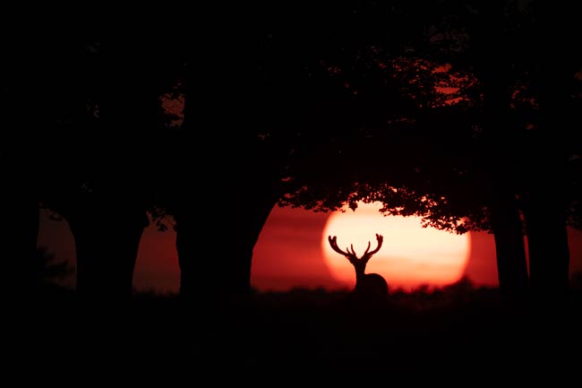 Schaduwspel van de Natuur