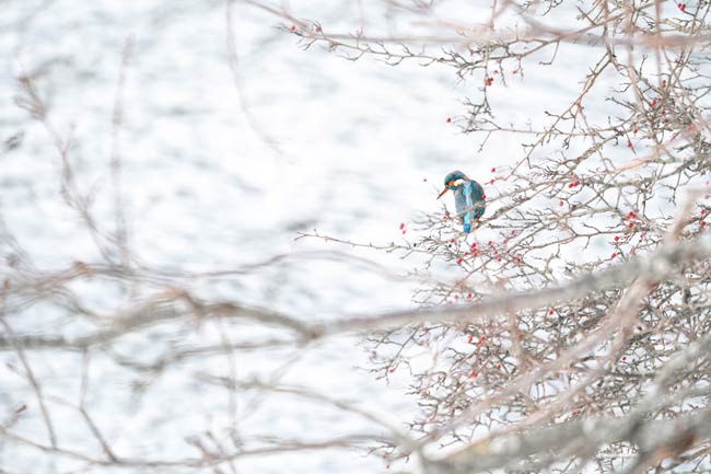 Winterpracht: IJsvogel & Bessen