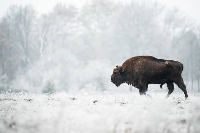 Winterse Kracht: Wisent