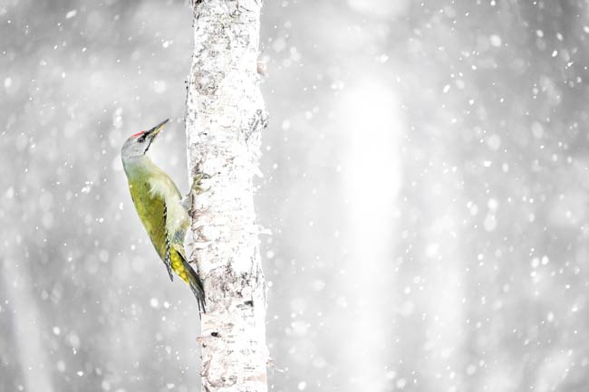 Wintergroet: Specht in Sneeuw