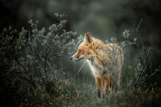 Verborgen Vos: Groen Labyrint