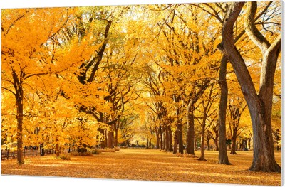 Central Park, NYC