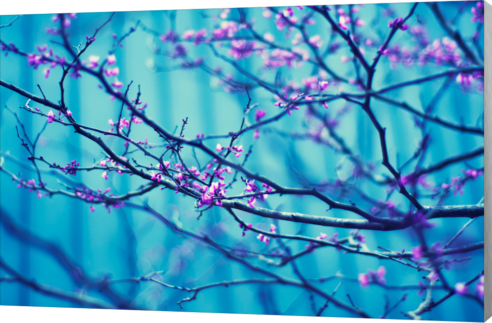 Cherry Blossom