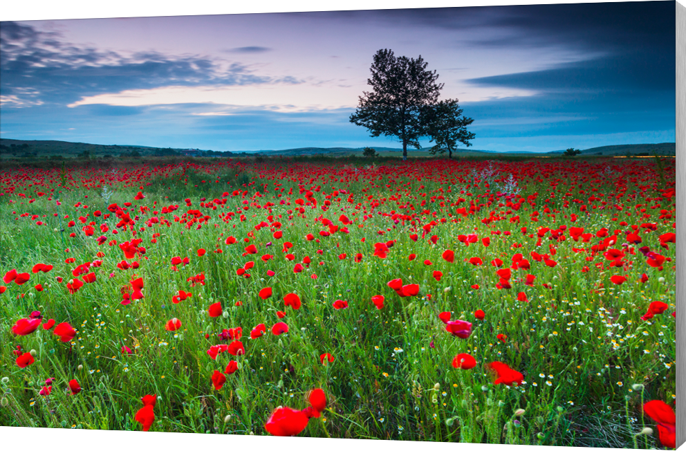 Poppies at Twilight