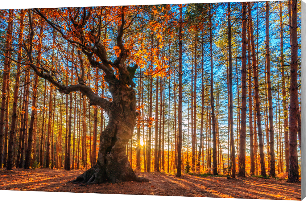 King of the Forest