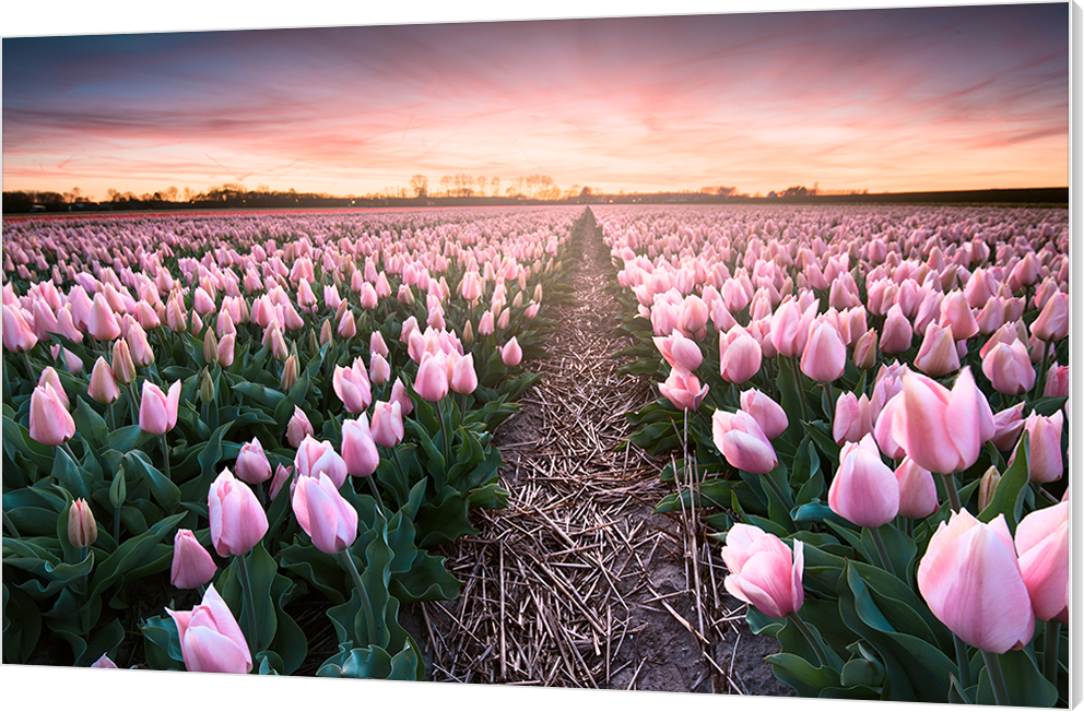 Tulpenveld