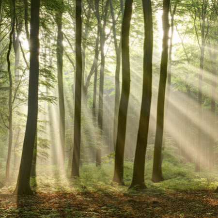 Bos - bomen
