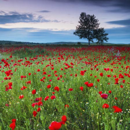 Foto aan de muur: Landschap