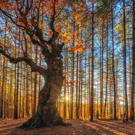 Foto aan de muur: Natuur