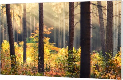 Bos-Bomen foto's voor je slaapkamer