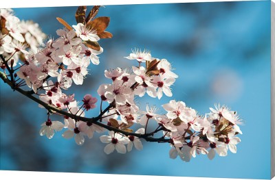 bloemen foto's in je slaapkamer