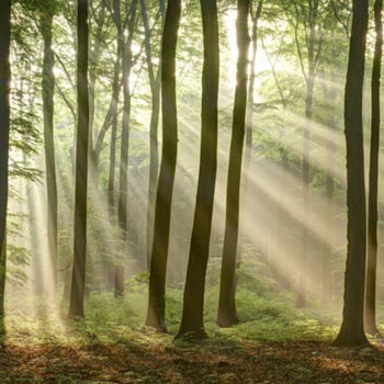 Bos - bomen foto's