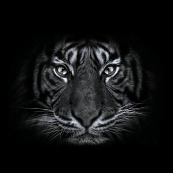 Limited editions 